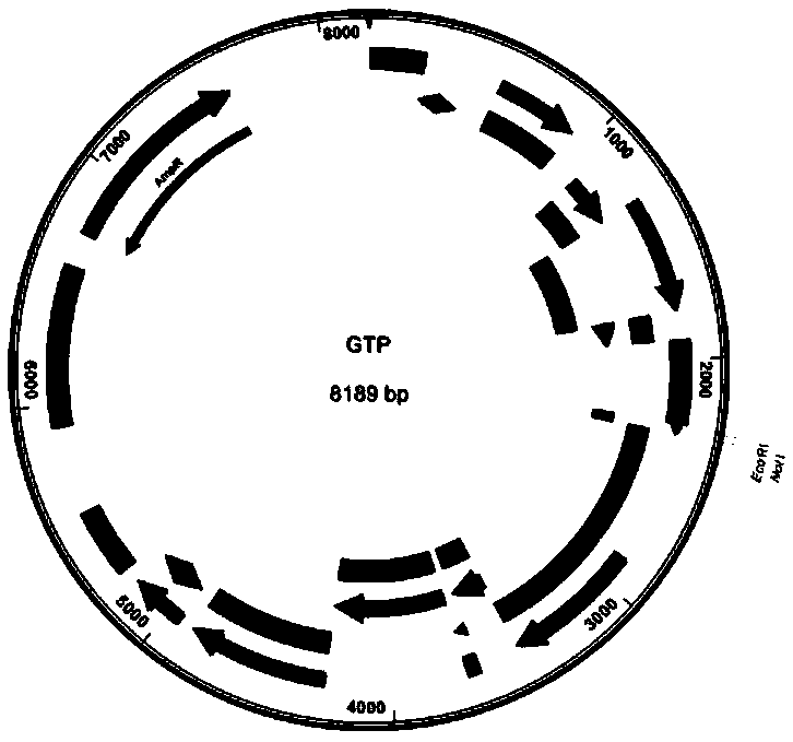 Mir-124 and HER2-shRNA double-gene expression cassette virus vector, construction method,virus and application