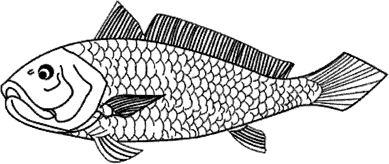 Fish model simulation process