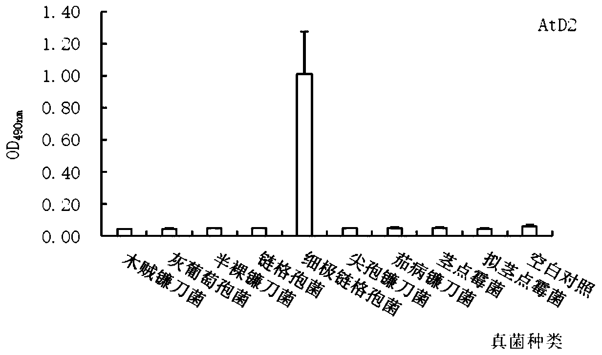 Monoclonal antibody for identifying alternaria tenuissima, and hybridoma cell strain AtD2 of monoclonal antibody