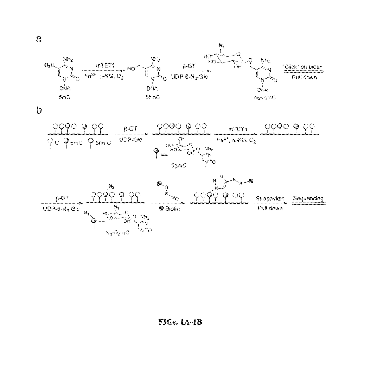 Composition and methods related to modification of 5-methylcytosine (5-mC)