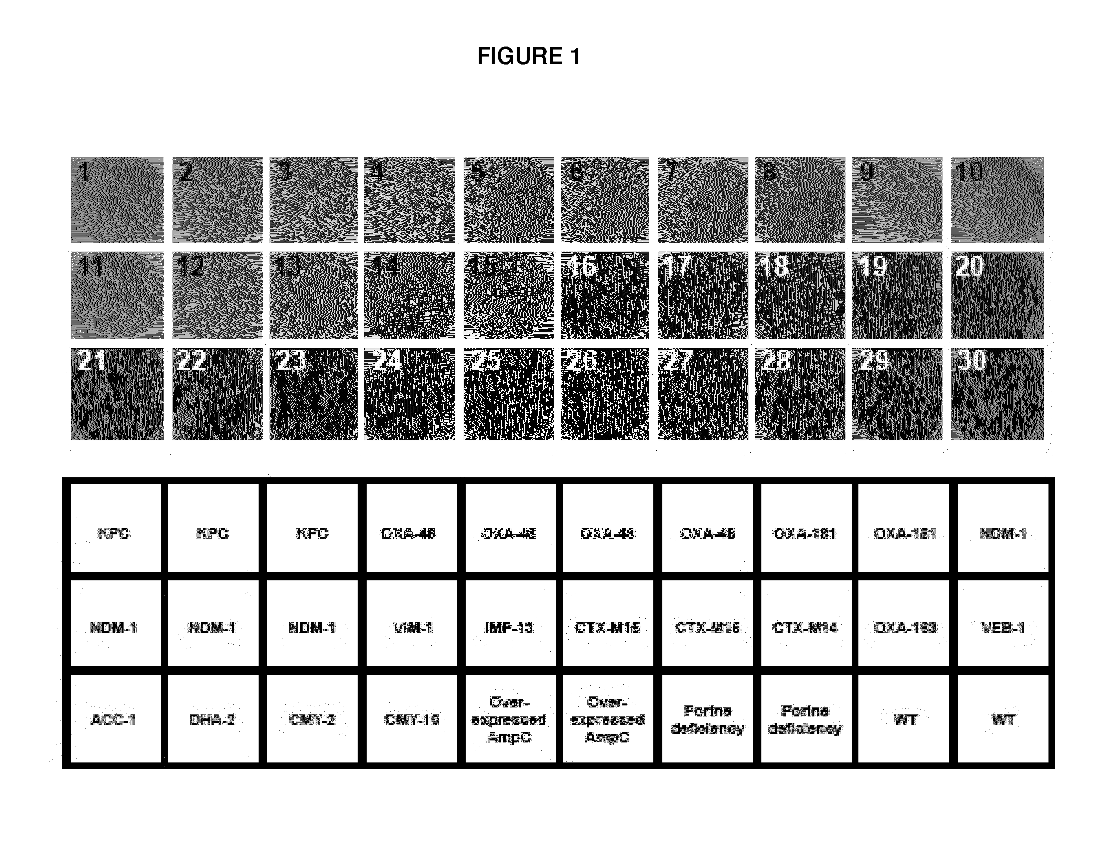 Method for detecting the presence of carbapenemase-producing bacteria in a sample