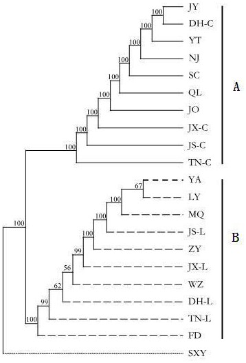 Classification and identification method for evergreen and deciduous euscaphis japonica molecular markers