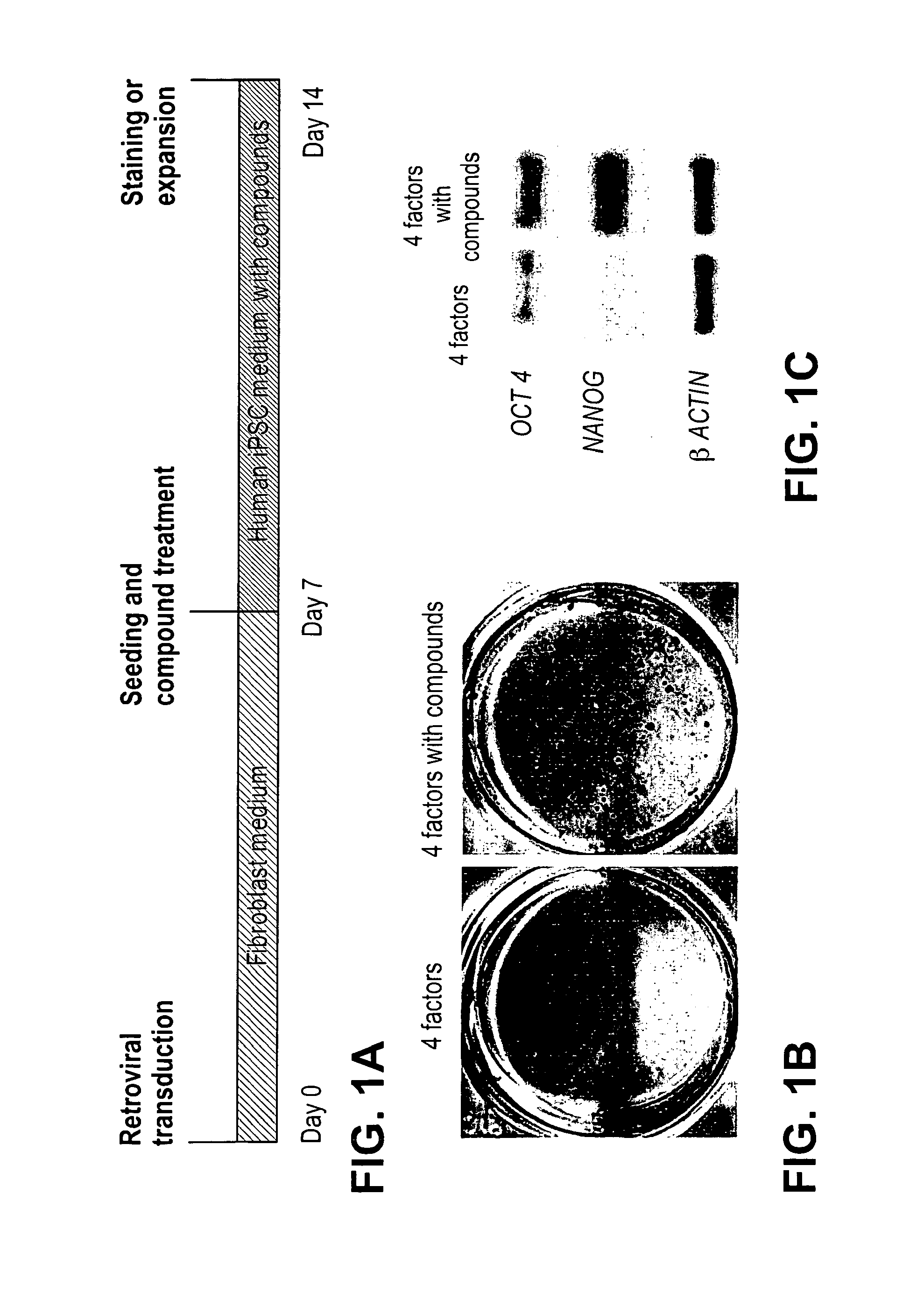 Induction of pluripotent cells