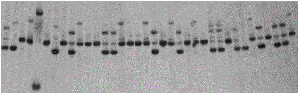 Primer combination for genetic integrity analysis of common wild rice and application of primer combination