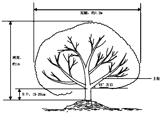 A method of shaping and pruning bayberry multi-main branch dwarfing round-headed tree structure