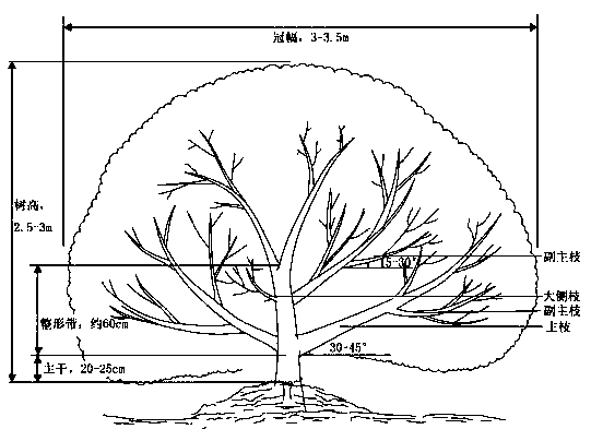A method of shaping and pruning bayberry multi-main branch dwarfing round-headed tree structure