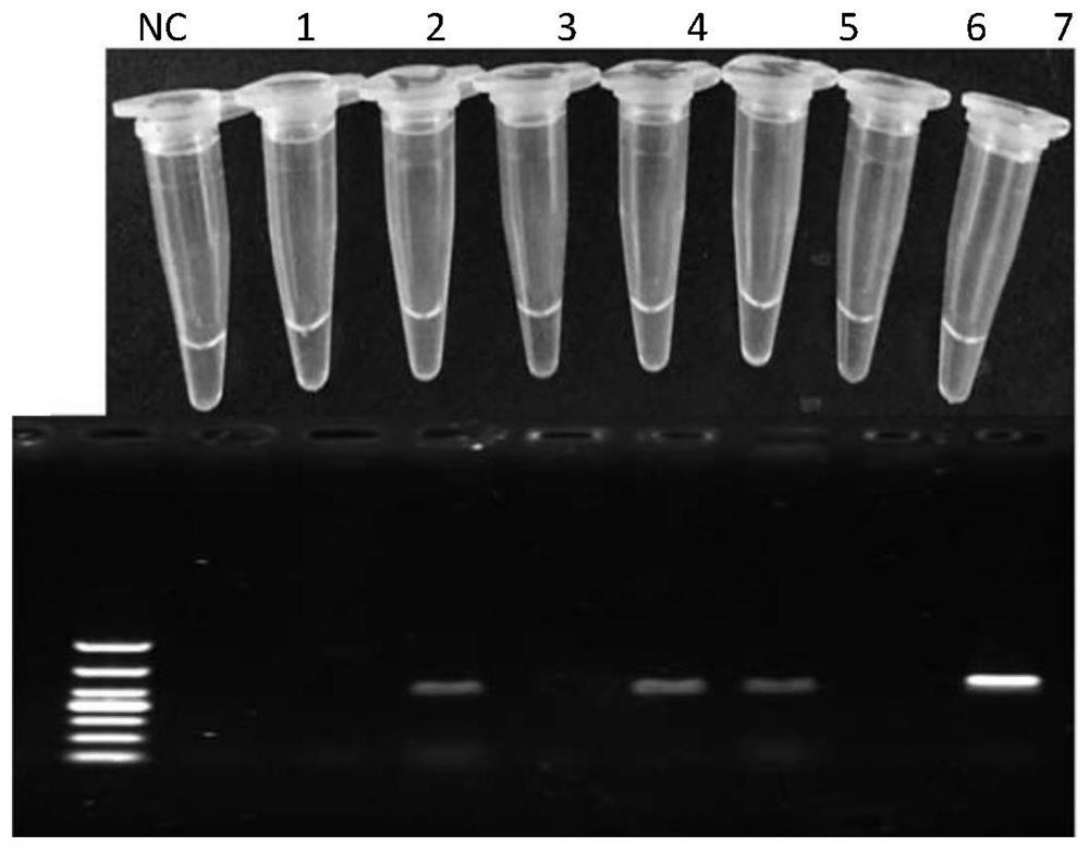 A rapid and visual detection method for fecb, the main gene for multiple births in sheep