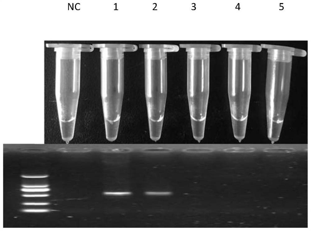 A rapid and visual detection method for fecb, the main gene for multiple births in sheep