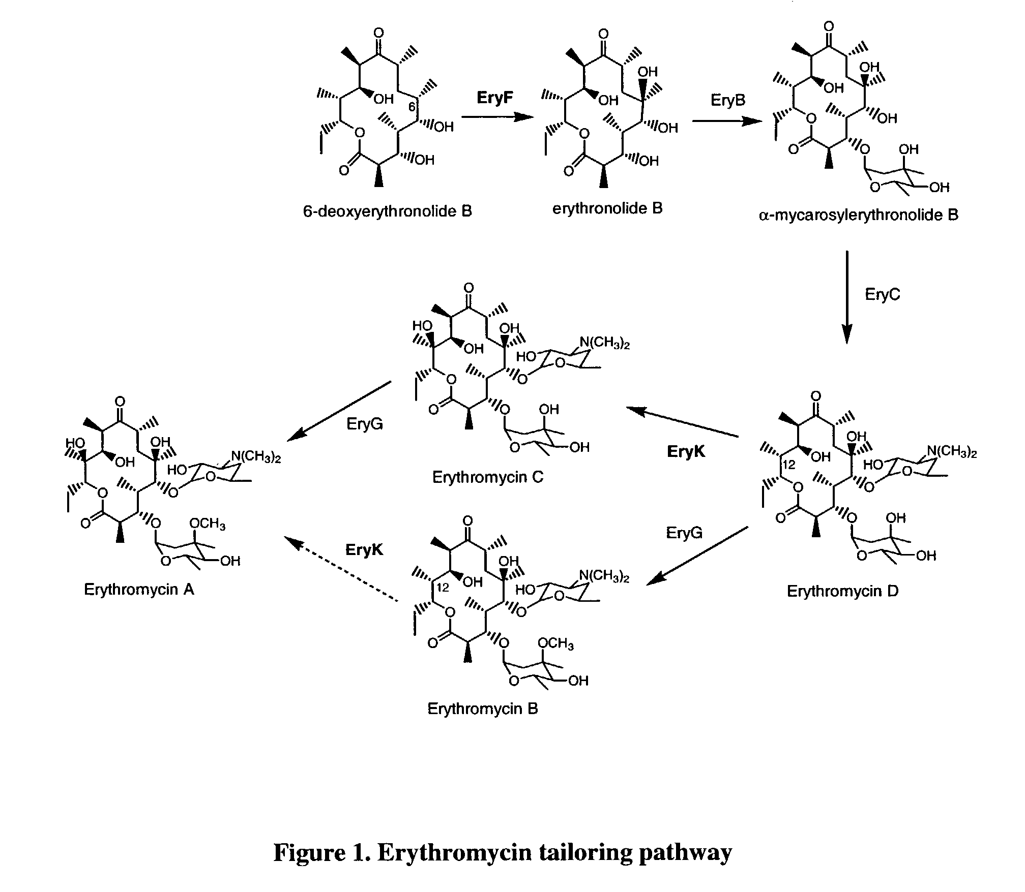Secondary metabolite congener distribution modulation