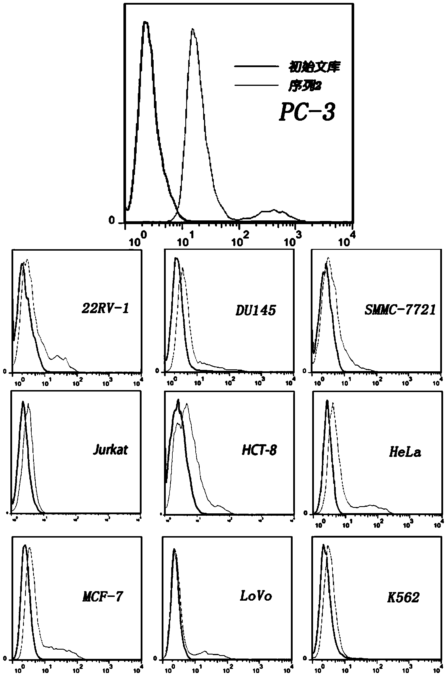 Nucleic acid aptamer and screening method thereof, and application of nucleic acid aptamer in prostate cancer cell strain detection