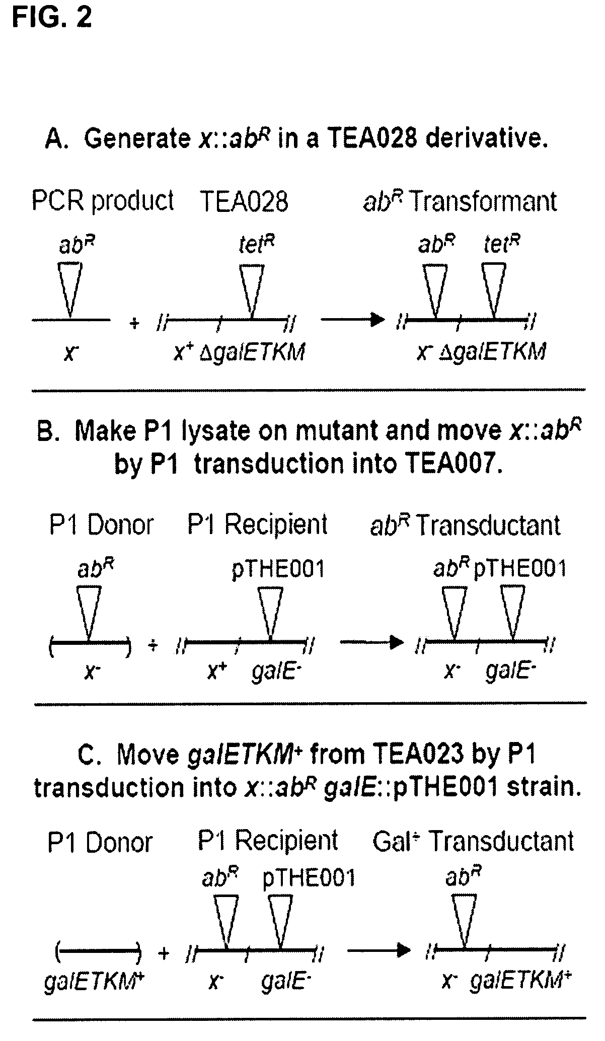 Escherichia coli mutants and methods of use thereof