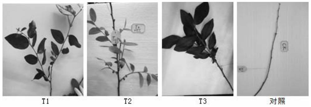 Application of cyanamide as dormancy breaking agent in breaking dormancy of indoor cultivated blueberry leaf buds
