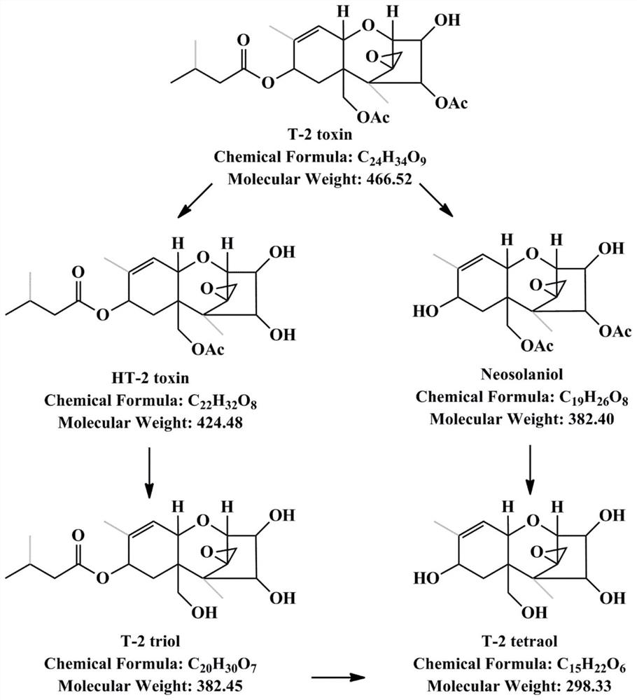 Method for evaluating toxic cells jointly polluted by T-2 toxin and metabolites