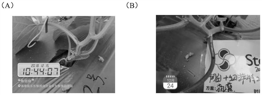 Fertilizer and method for preventing bacterial angular leaf spot or virus disease