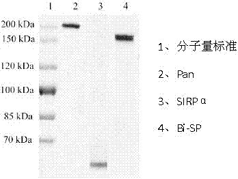EGFR and CD47 targeting bispecific fusion protein, and preparation method and application thereof
