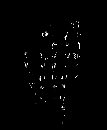 Method for identifying gibberellic disease resistance of aegilops tauschii