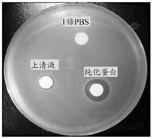 Bacteriocin-producing paenibacillus and application thereof