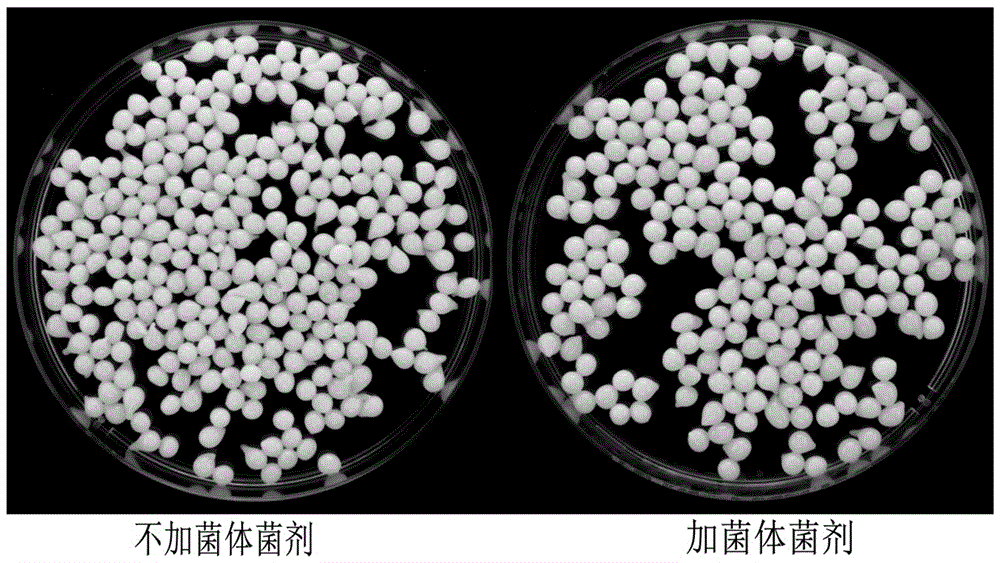 Bactericide used for degrading triazine herbicides and preparation method thereof