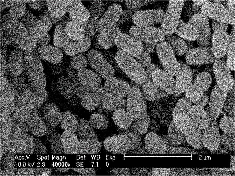 Chryseobacterium sp. capable of using methane and application thereof