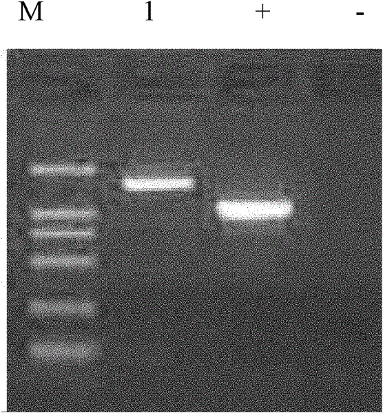 Chryseobacterium sp. capable of using methane and application thereof