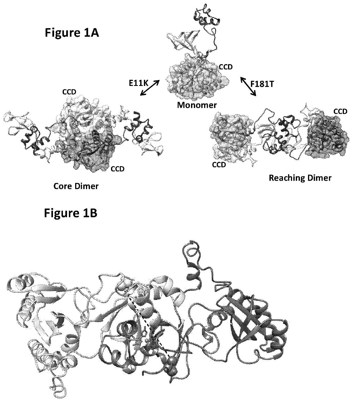 Inhibitors of hiv-1 integrase multimerization