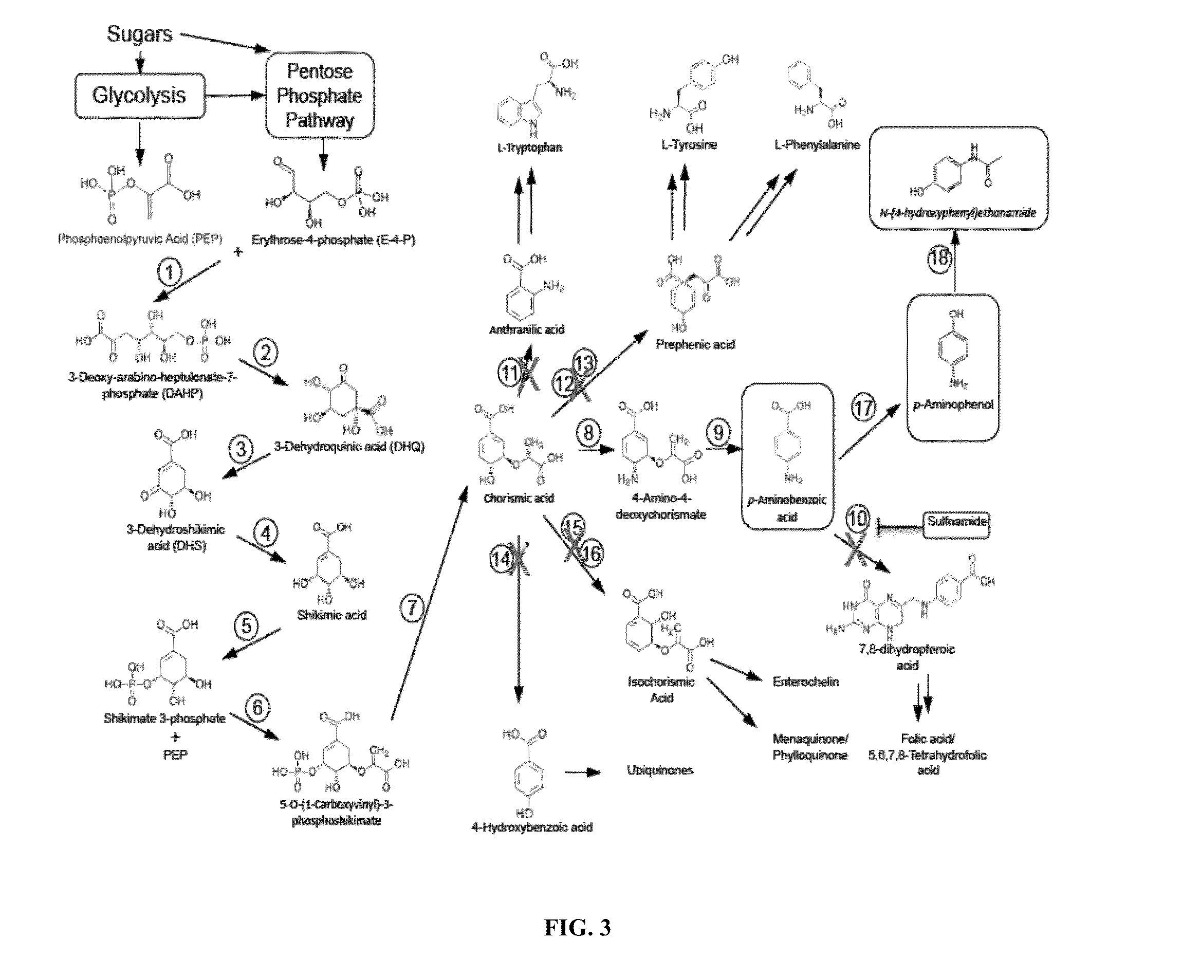 Biological synthesis of p-aminobenzoic acid, p-aminophenol, n-(4-hydroxyphenyl)ethanamide and derivatives thereof