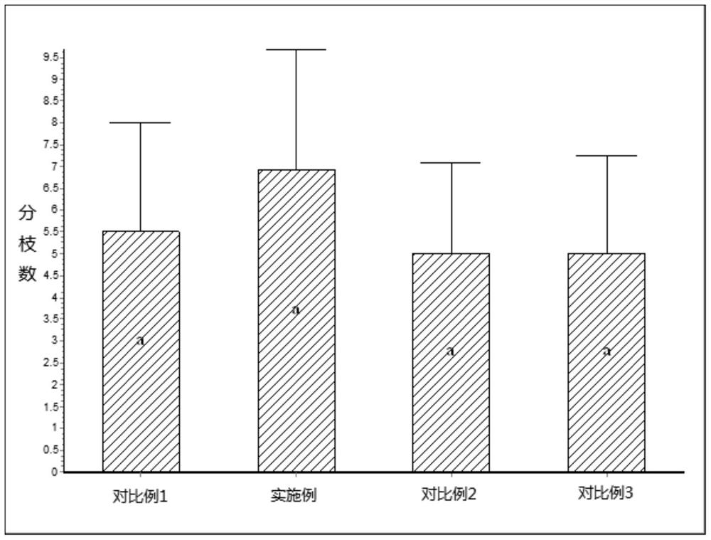 Efficient and high-yield cultivation method of rhizoma chuanxiong