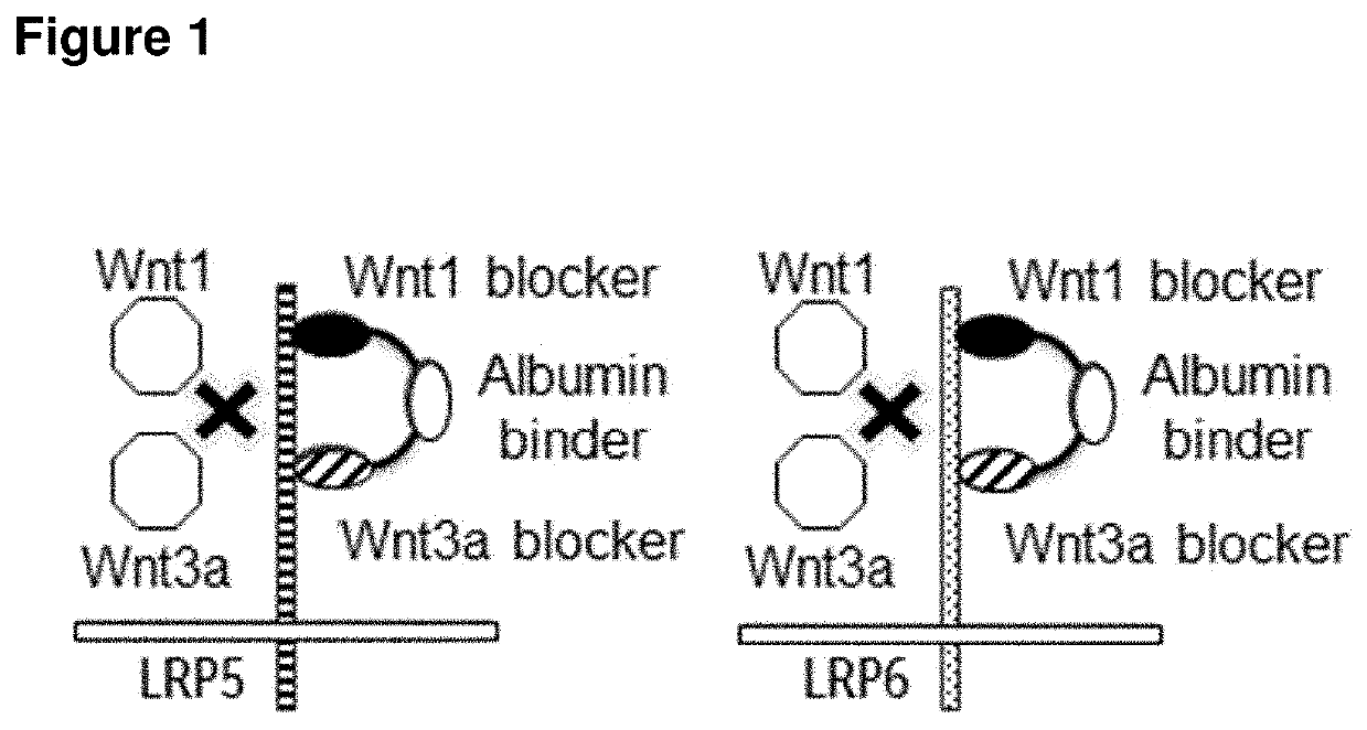 Biparatopic polypeptides antagonizing wnt signaling in tumor cells