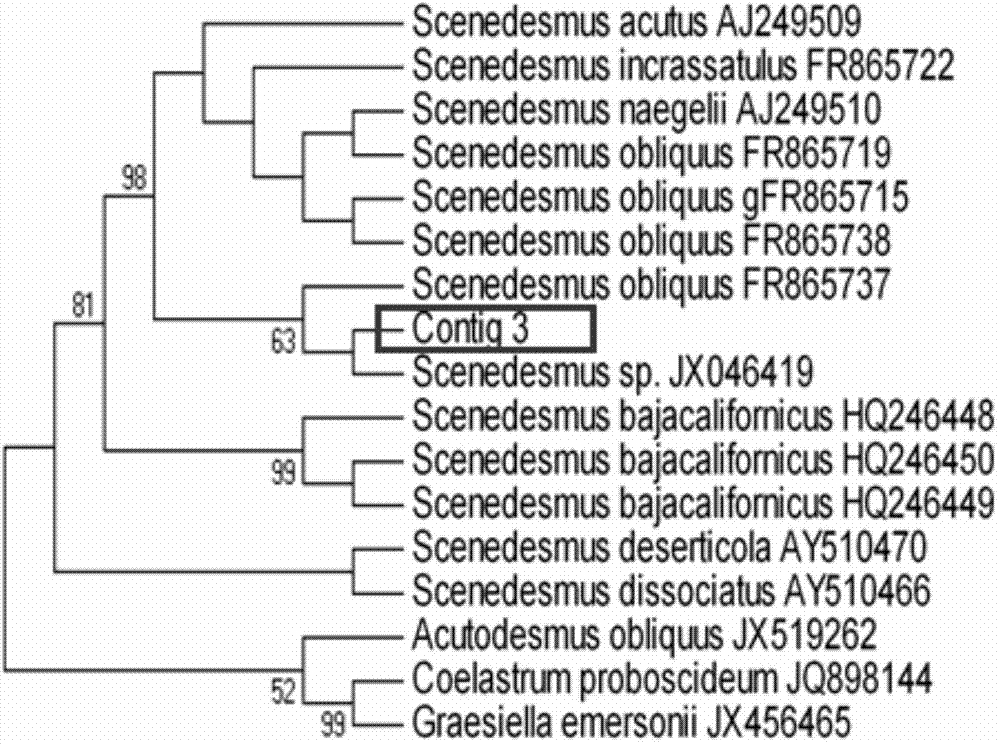 Scenedesmus obliquus capable of synchronously processing municipal sewage and accumulating grease