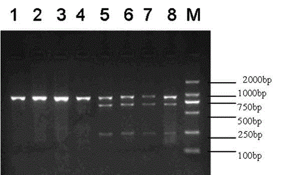 Thyroid Hormone Receptor α Gene as Genetic Marker for Goat Growth Traits and Its Application