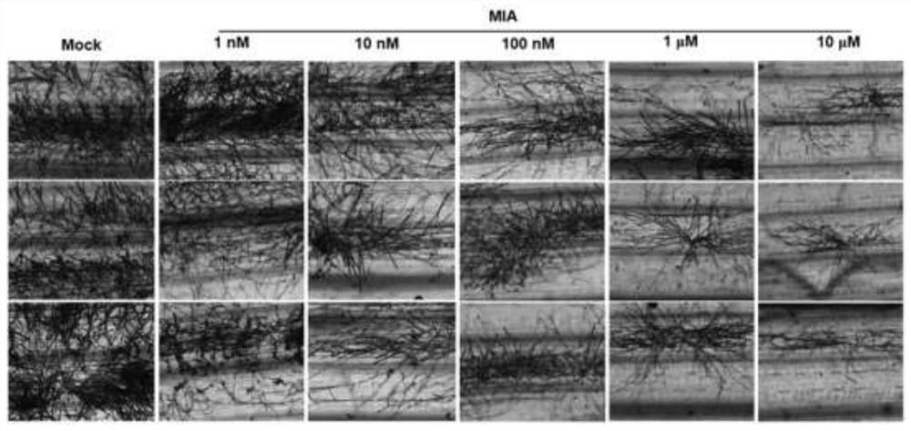 Application of 2-amino-3-methylhexanoic acid in improving quality of tea leaves