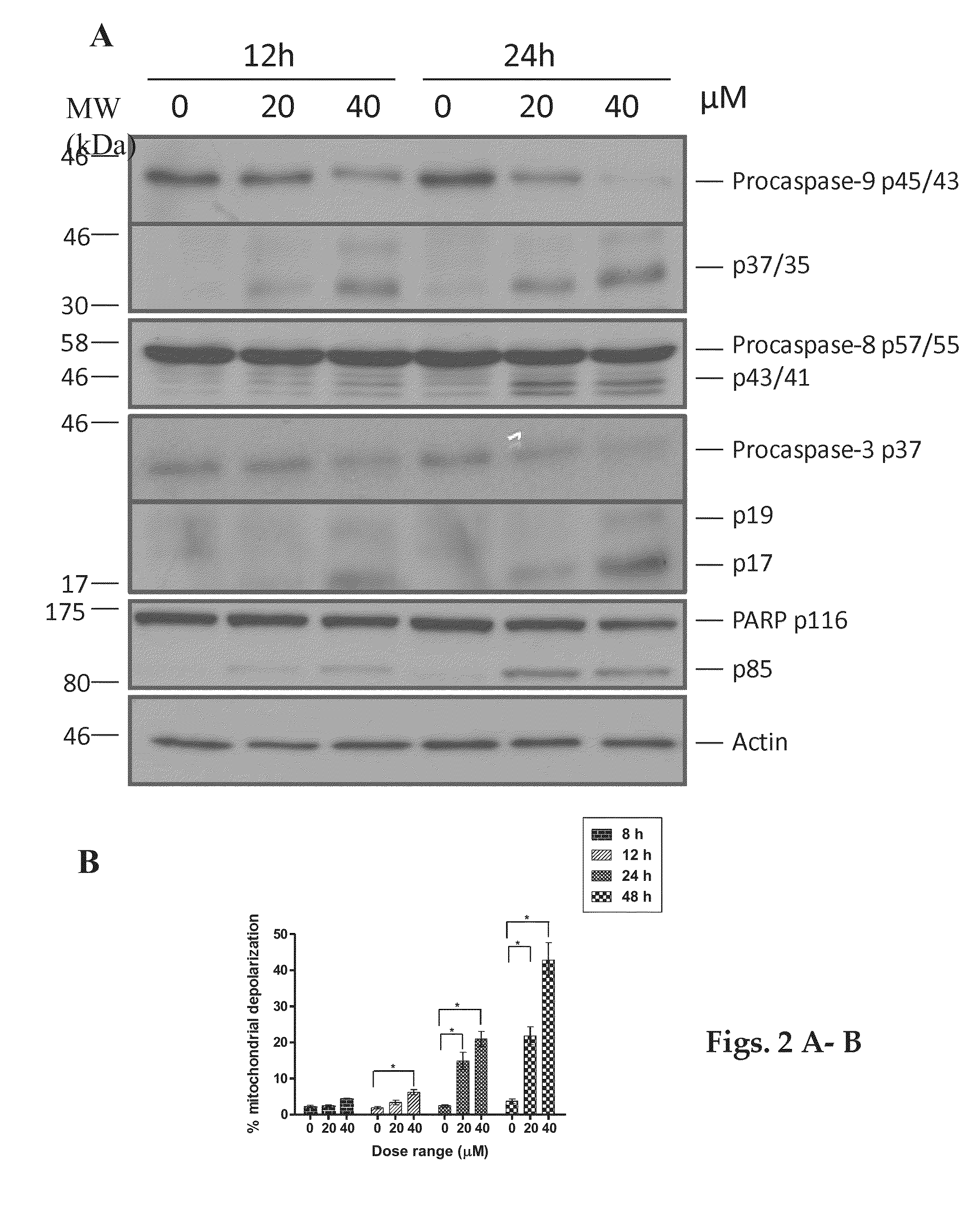 Pharmaceutical compositions of Anisomelic acid and the use thereof