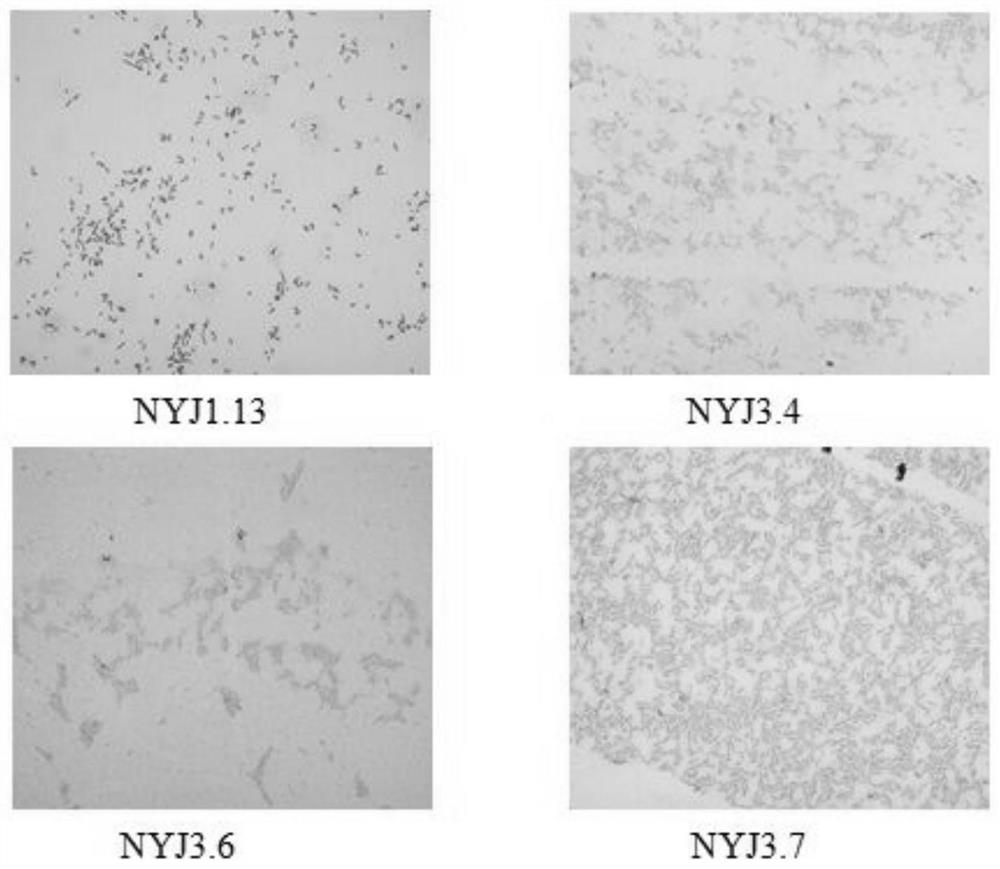 A Strain of Pseudomonas-like Alcaligenes nyj3.6 and Its Application