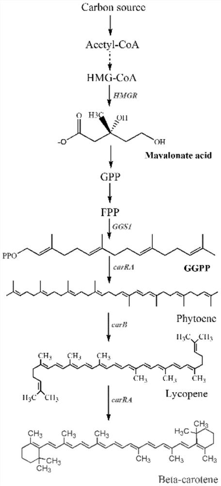 A recombinant bacterium producing β-carotene and its construction method and application