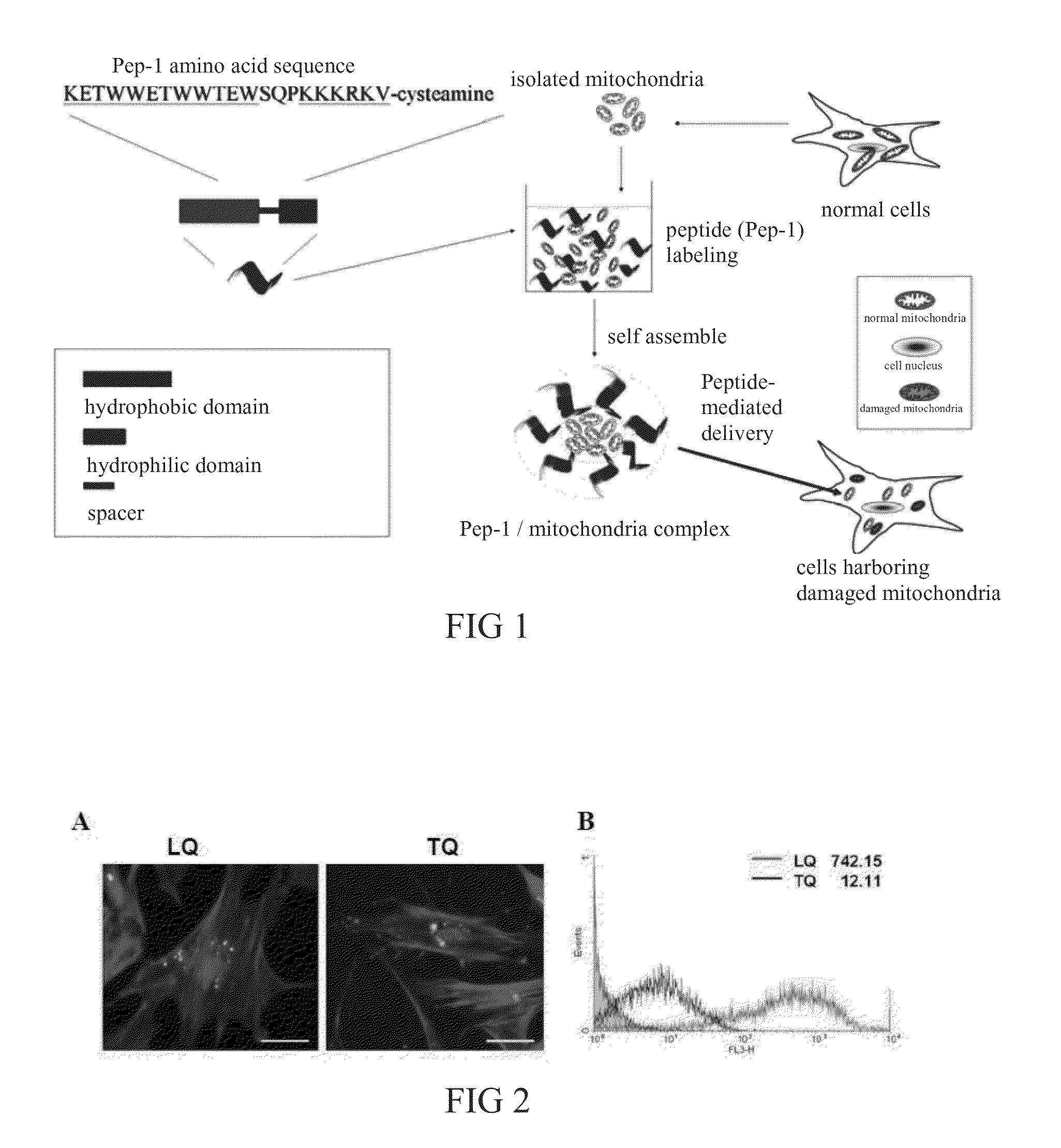 Method and Applications of Peptide-Mediated Mitochondrial Delivery System