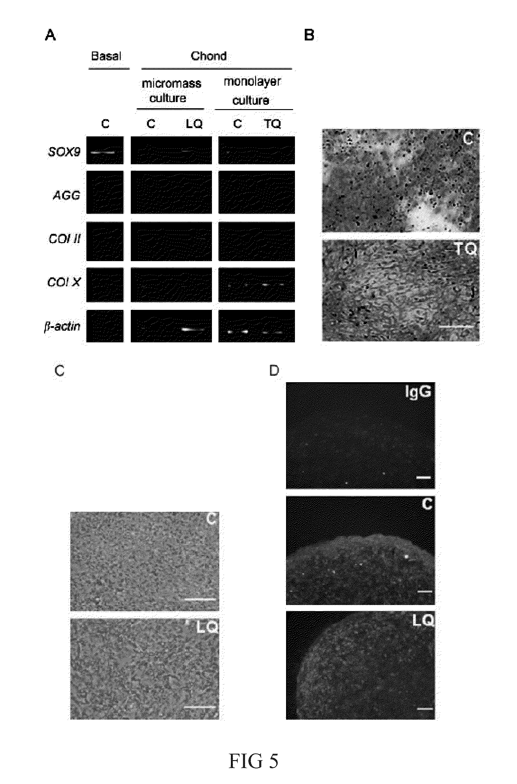 Method and Applications of Peptide-Mediated Mitochondrial Delivery System