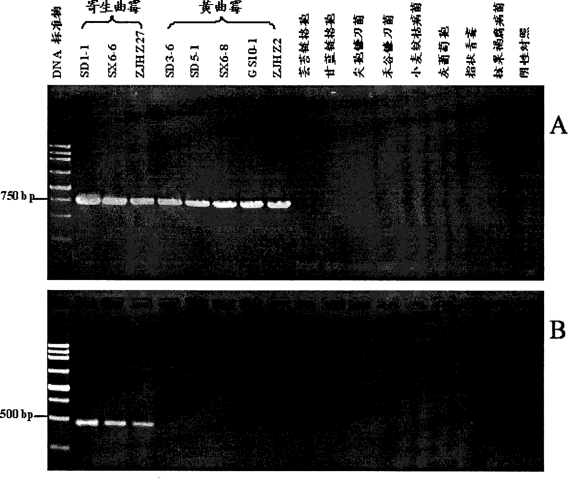 Primer sequence for identifying Aspergillus parasiticus and Aspergillus flavus and identification method thereof