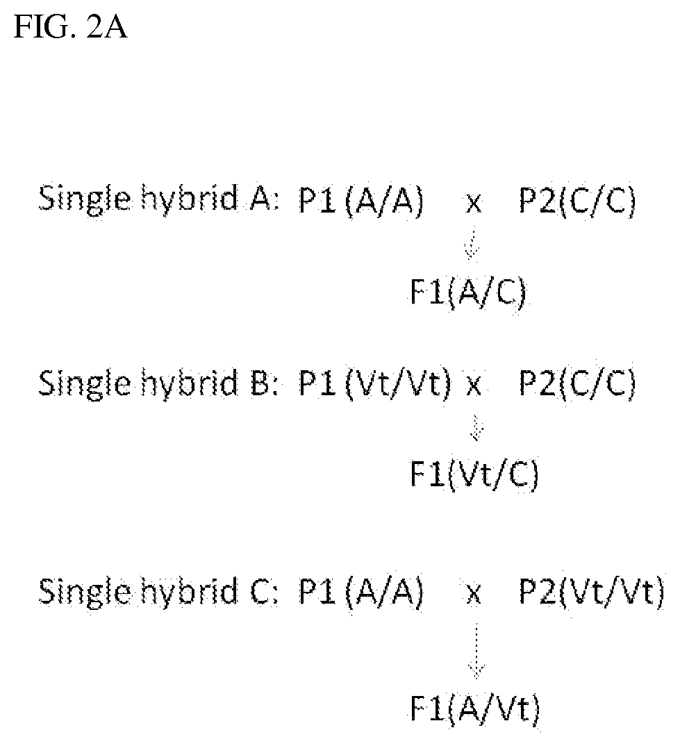 Compositions and methods for peronospora resistance in spinach