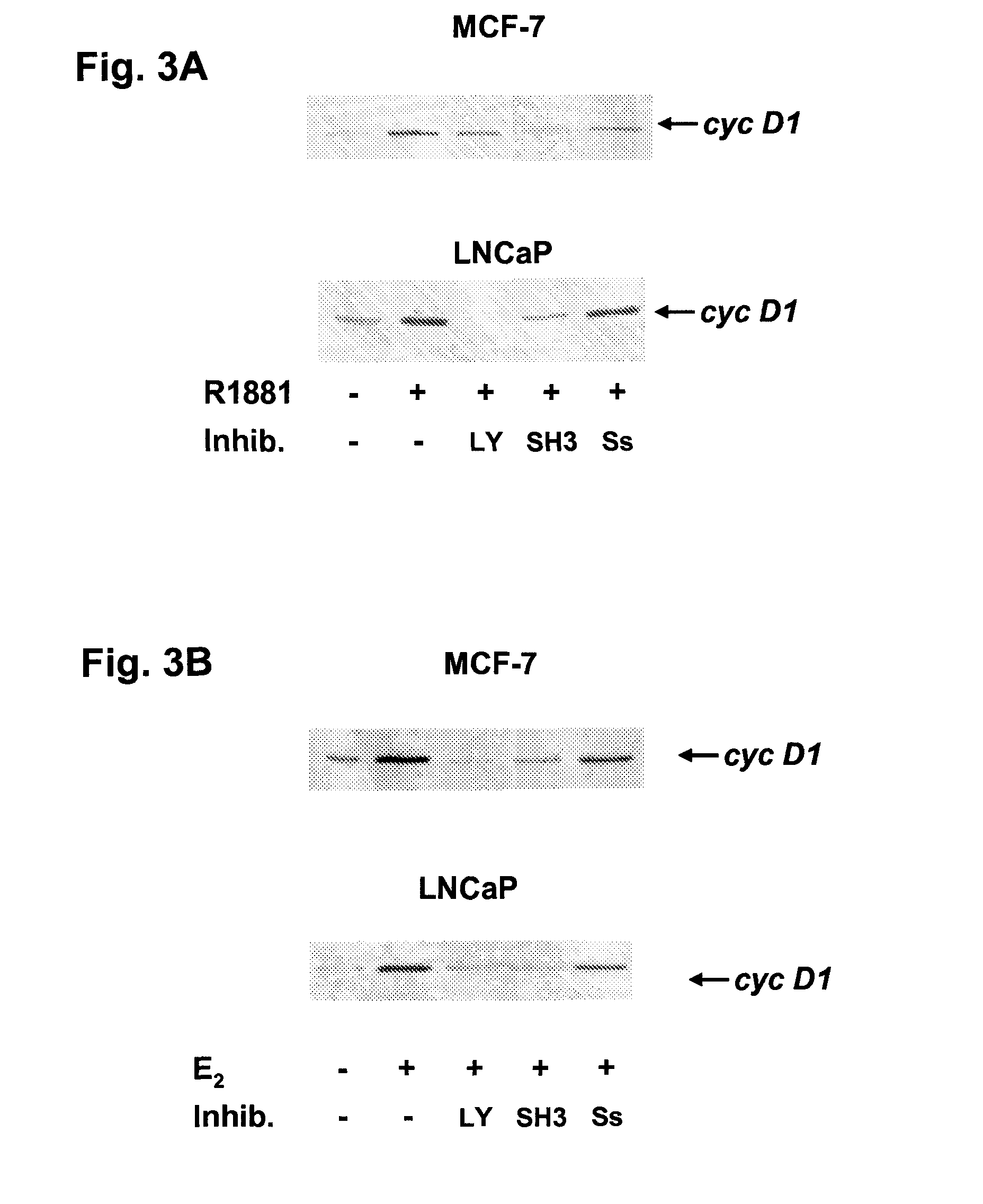 Anti-androgen peptides and uses thereof in cancer therapy