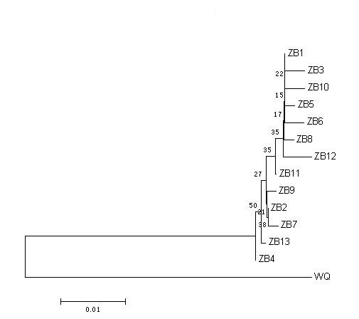 Method for identifying molecule of athetis lepigone