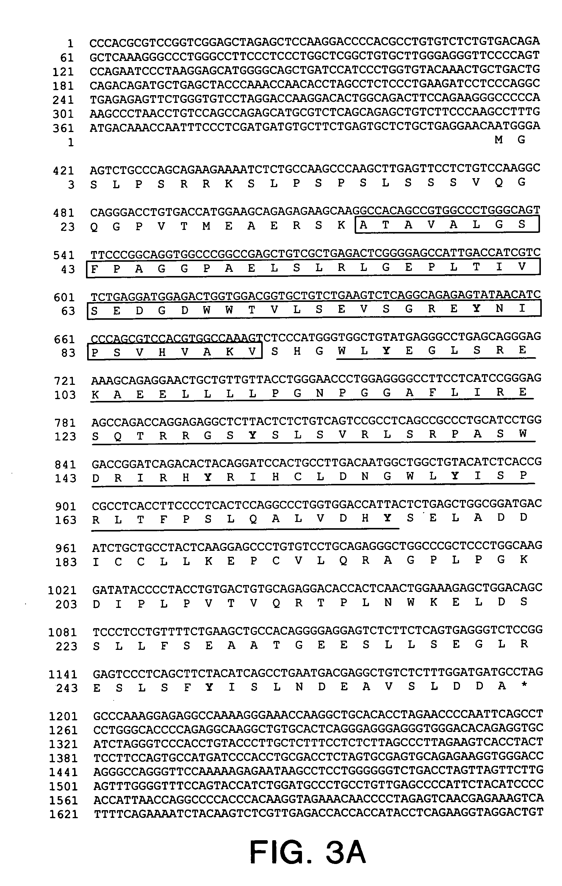 Polynucleotides encoding human SLAP-2:a novel SH2/SH3 domain-containing human SLAP homologue having immune cell-specific expression