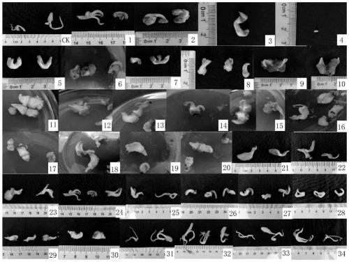 Method for induction of paeonia ludlowii embryo calluses