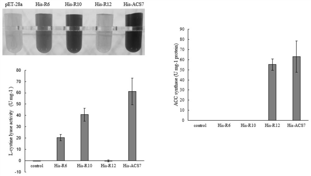 Monoenzyme mutant prepared through replacement of higher plant ACS double-enzyme activity key structural domain and application of monoenzyme mutant