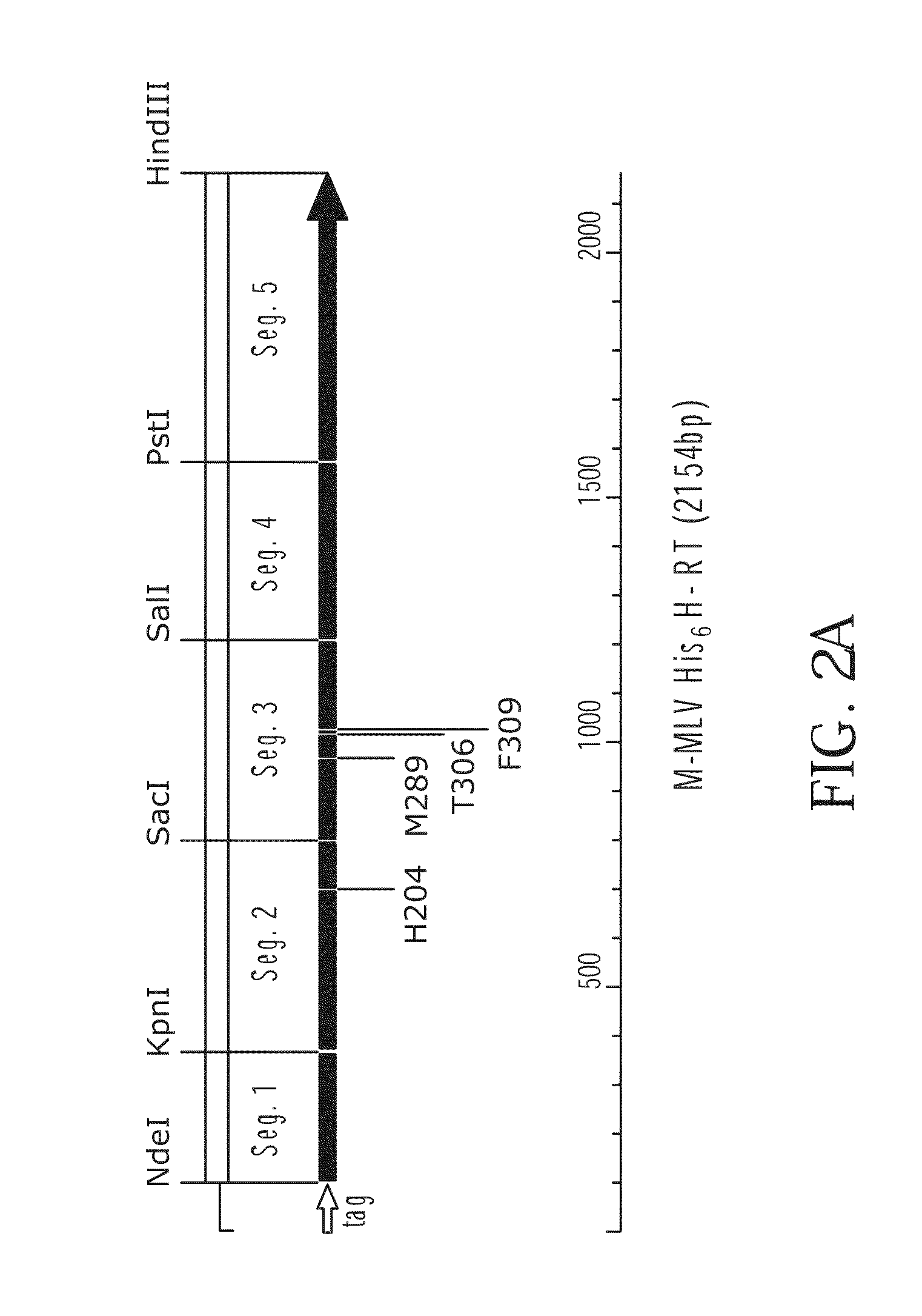 Thermostable reverse transcriptases and uses thereof