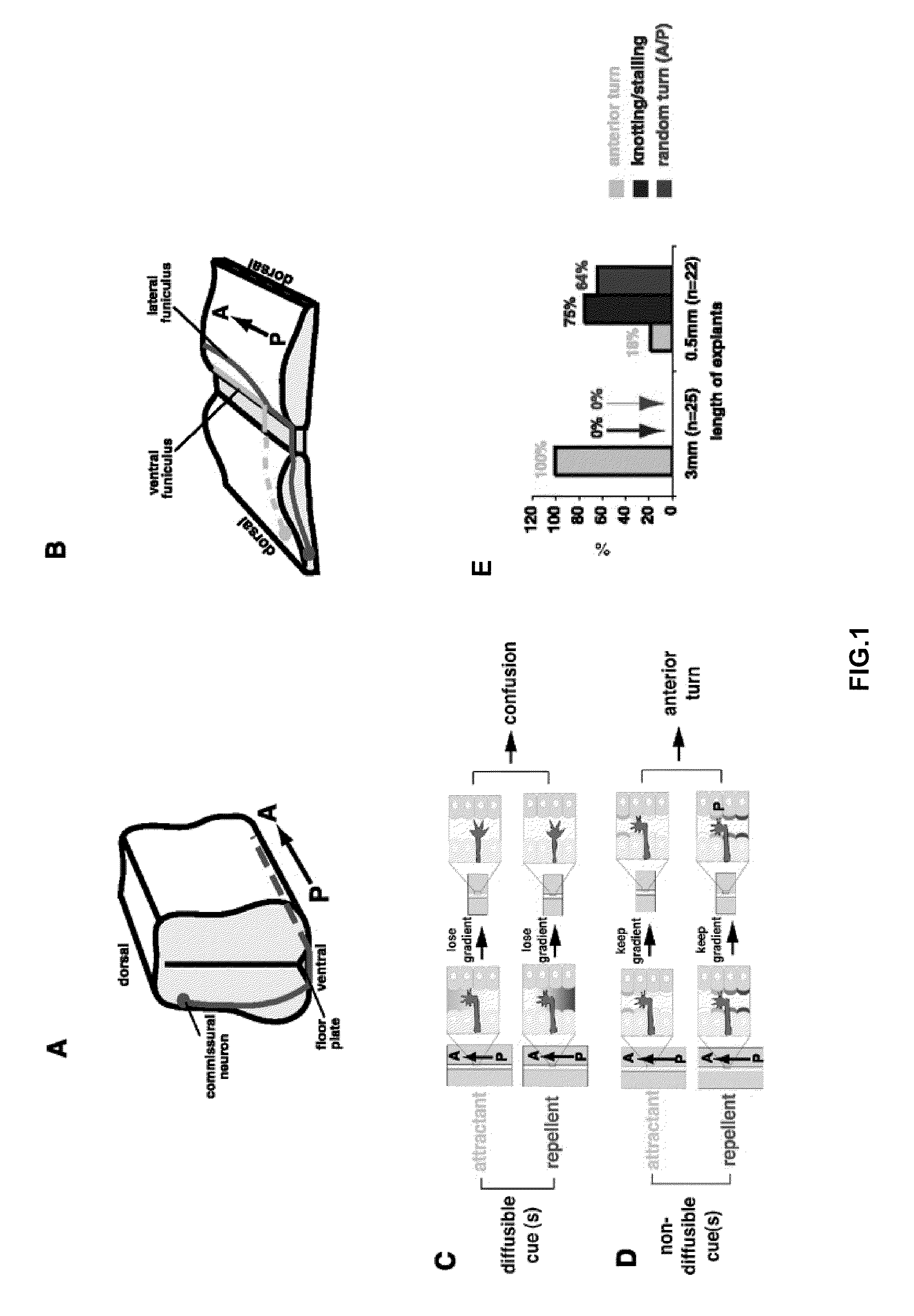 Methods and compositions for nerve regeneration