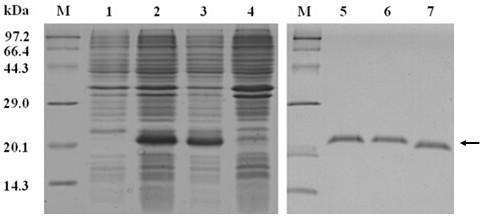 A screening method for analgesic activity polypeptide