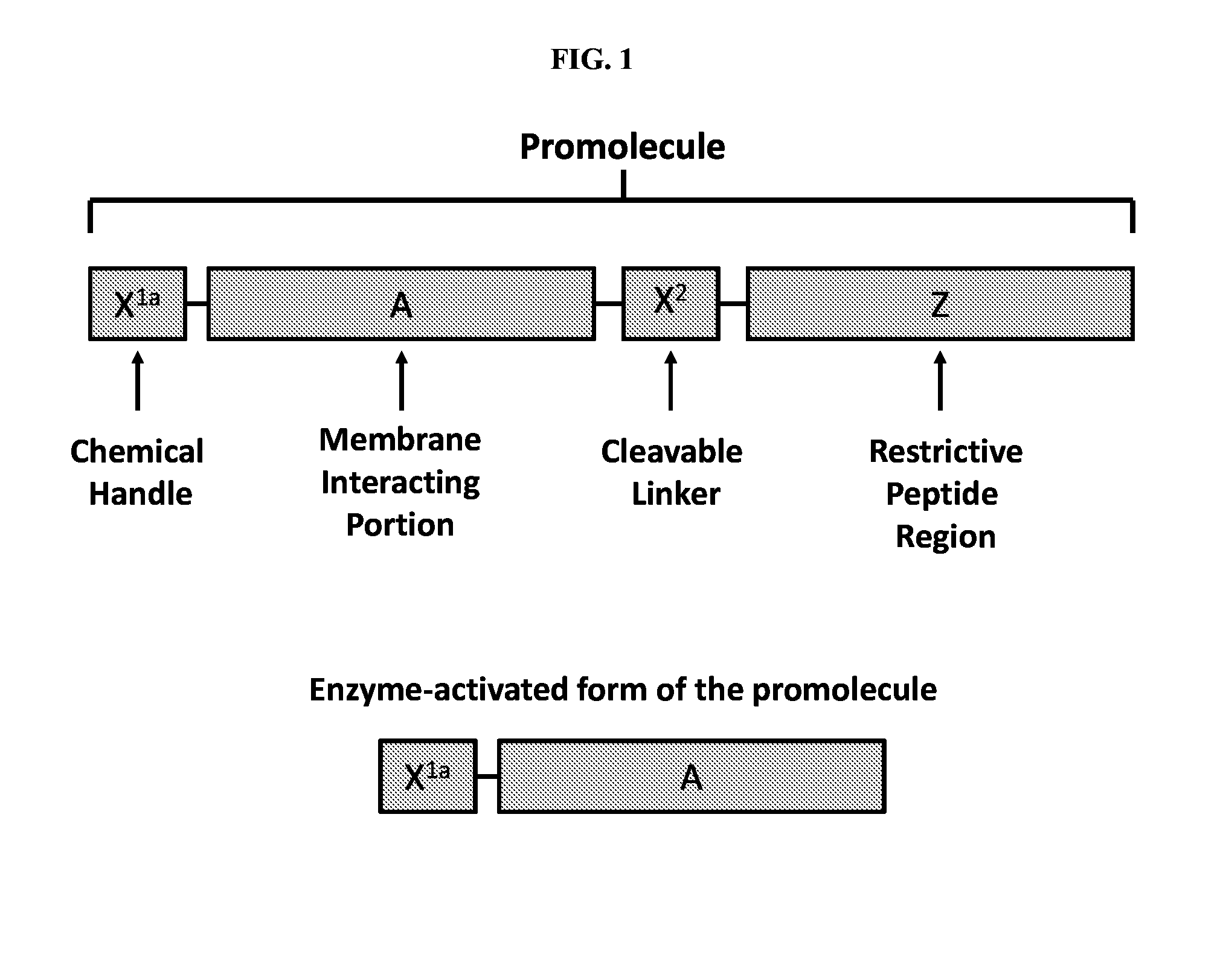 Activatable Membrane-Interacting Peptides and Methods of Use