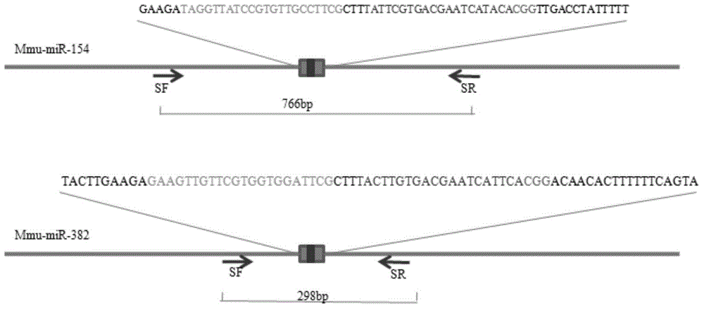 Method for knocking out microRNA gene family by utilizing CRISPR-Cas9 specificity