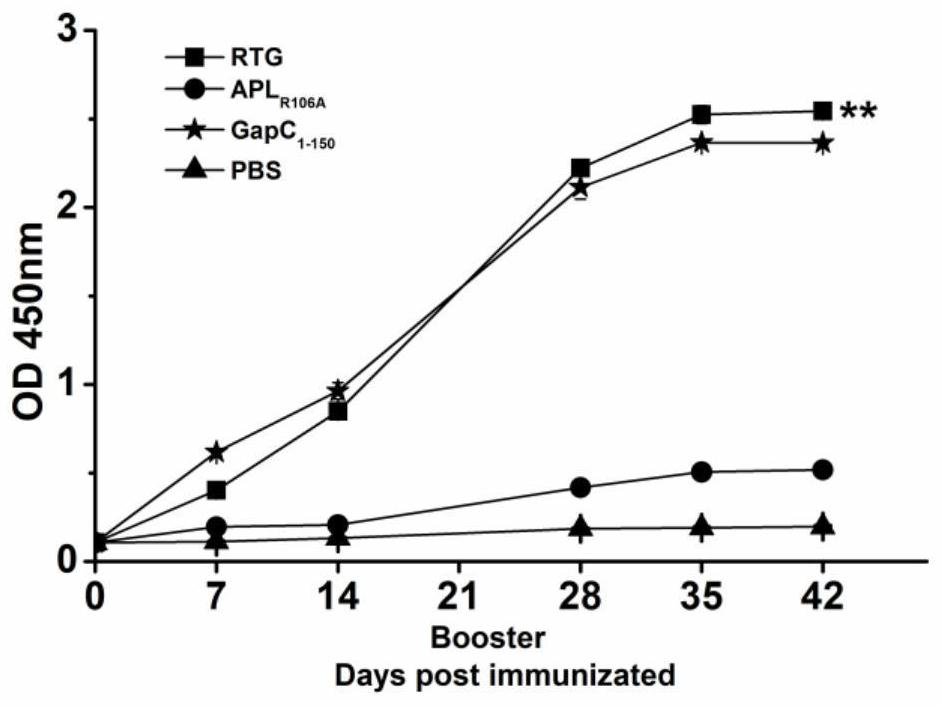 RTG fusion protein capable of enhancing immunogenicity and immune protection effect