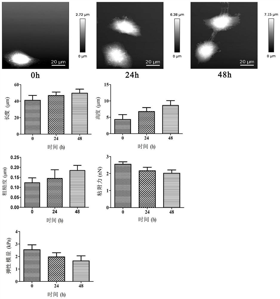 Method for detecting tumor exosome-induced cell canceration process based on atomic force microscopy